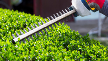 rays website service blocks - no words - shrub pruning